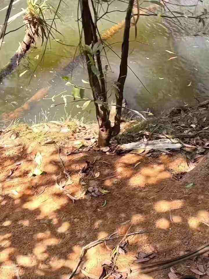 Spot hidden crocodile in the picture puzzle