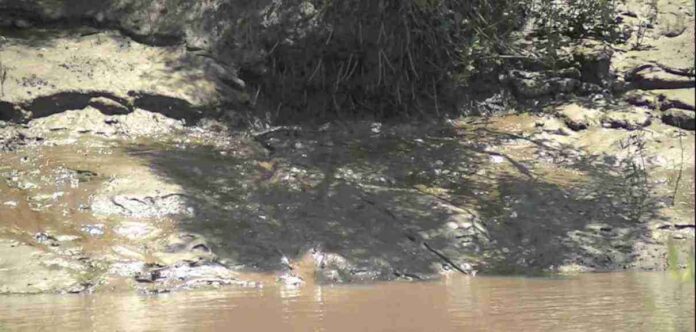 Spot the crocodile in the picture