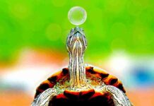 Effects of plastic pollution on sea turtles