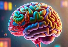 How Many Brains Does an Octopus Have?