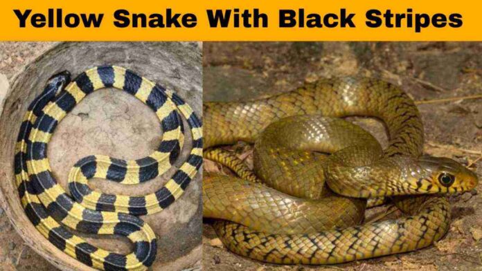 Yellow Snake with Black Stripes