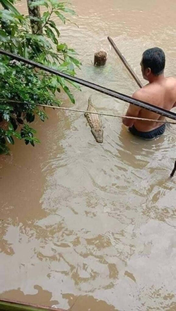 crocodile flood malaysia viralpillow