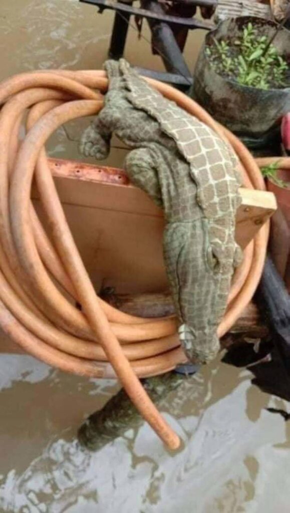 crocodile flood malaysia wasapillow