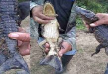 Crocodile With Mermaid Tail Shocking Truth