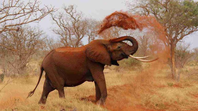 elephant dust bath truth