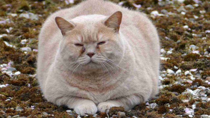 fat cat