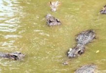 Picture Puzzle Challenge: Find Exact Number of Crocodile In This Picture – Can You Solve It in 10 Seconds?