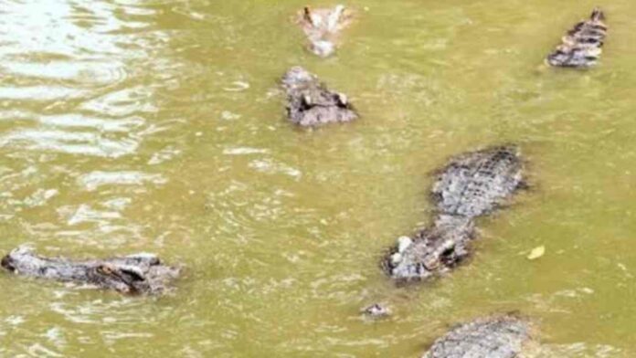 find exact number of crocodile in the picture