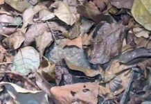 Can You Spot the Hidden Frog in This Picture?