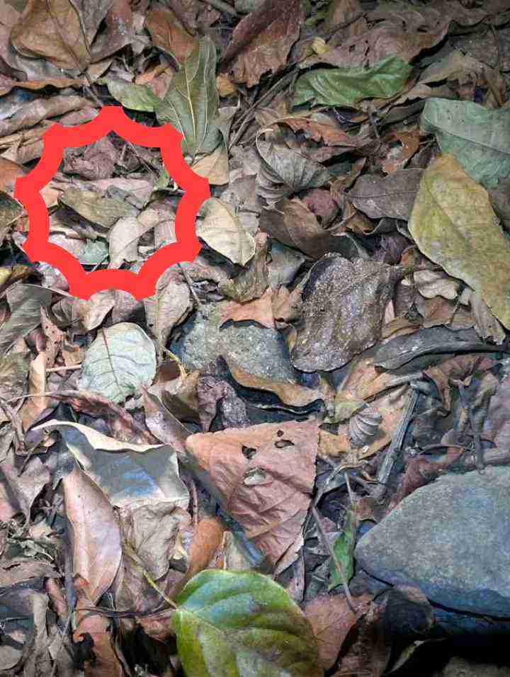 Can You Spot the Hidden Frog in This Picture? 1 findfroginpictureanswer