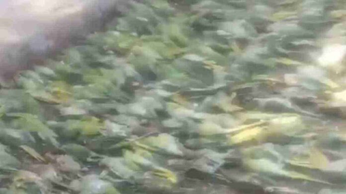 hundreds of parrots died