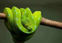 Are snakes carnivores? What do Carnivores Snakes eat?