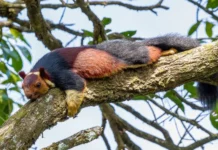 The Rainbow Squirrel of India Holds Guiness Book Of World Record
