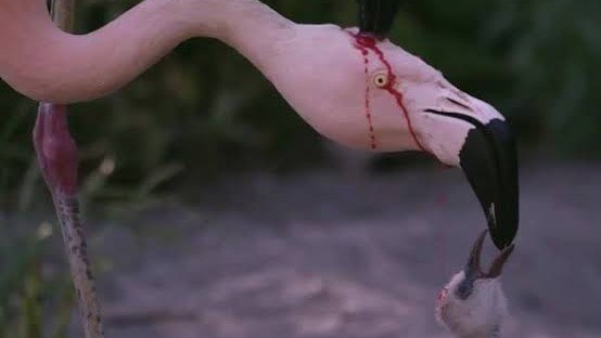 red crop milk