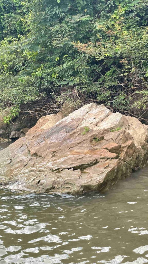 spotcrocodile