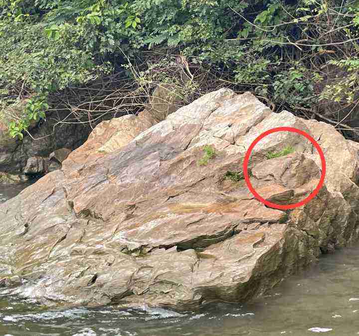 spotcrocodileinthepictureAnswer