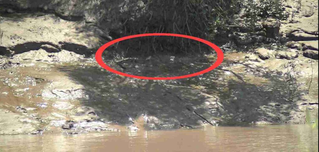Spot the Hidden Crocodile in This Picture : Only 10% can find 1 Spot the hidden crocodile answer