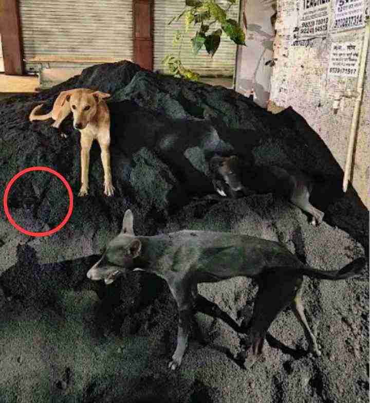 Spot the forth dog in picture answer