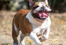 9 Month Old Baby Boy  Killed By XL Bully Dog