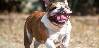 9 Month Old Baby Boy  Killed By XL Bully Dog