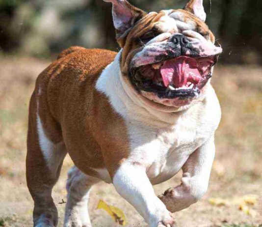 9 Month Old Baby Boy  Killed By XL Bully Dog