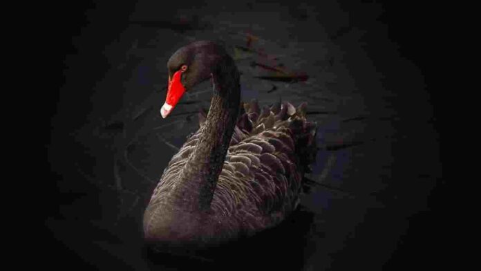 Australia Birds Name With Picture