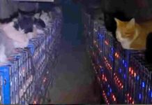 Chinese Businessman Losing Millions Because of Cats — Real or Fake?