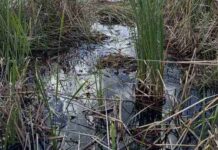 Spot Or Get Hunt : Spot The Hidden Alligator In The Picture