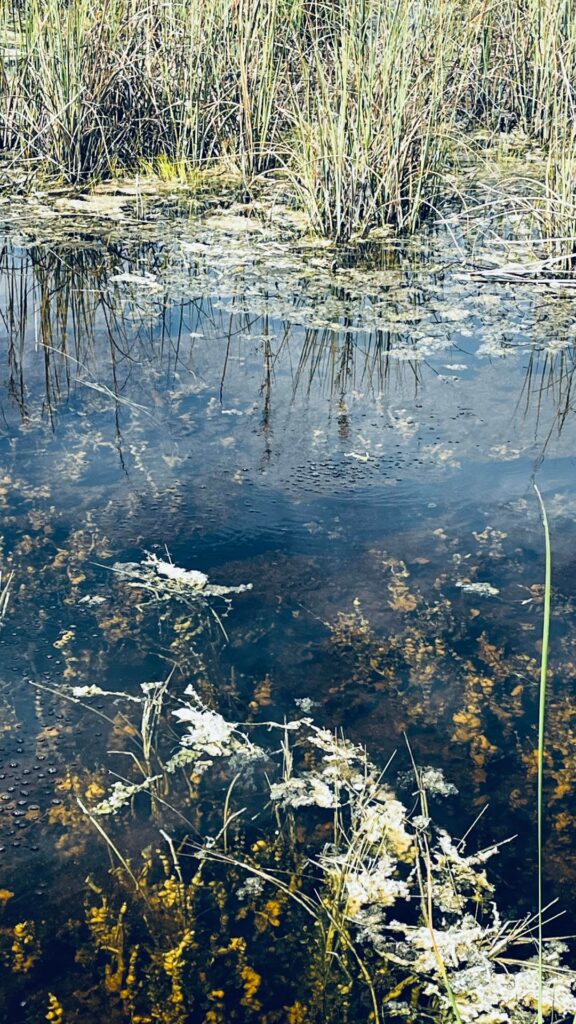 Spot The Hidden Alligator Within 15 Seconds, Only 1% Passed this challenge 1 find the alligator v0 n7swgfn8znfb128129