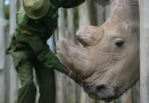 The Death of Northern White Male Rhino Marked the Extinction of a Species