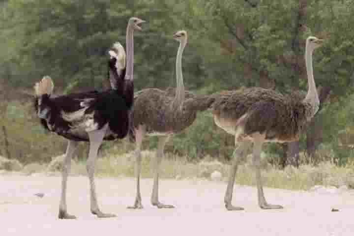 Australia Birds Name With Picture 1 Ostrich