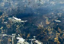 Spot The Hidden Alligator Within 15 Seconds, Only 1% Passed this challenge