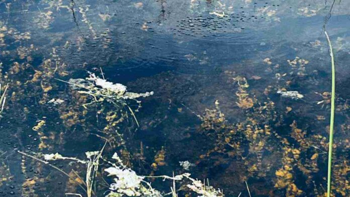 spot hidden Alligator