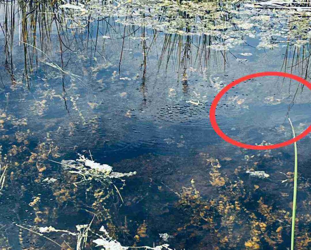 Spot The Hidden Alligator Within 15 Seconds, Only 1% Passed this challenge 2 spothiddenAlligatoranswer