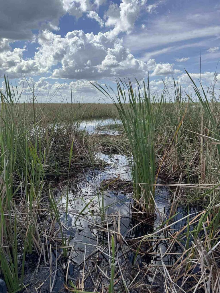 Spot hidden Alligator in the picture 