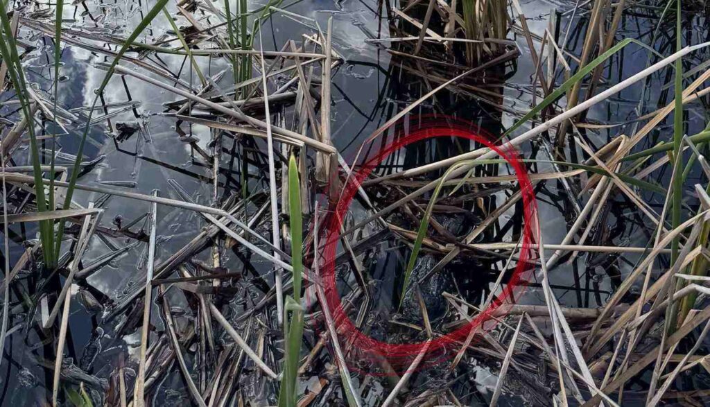 Spot hidden Alligator in the picture 