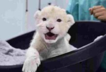 Rare White Lion Cubs Born at Venezuela’s Zoo Surprise the World