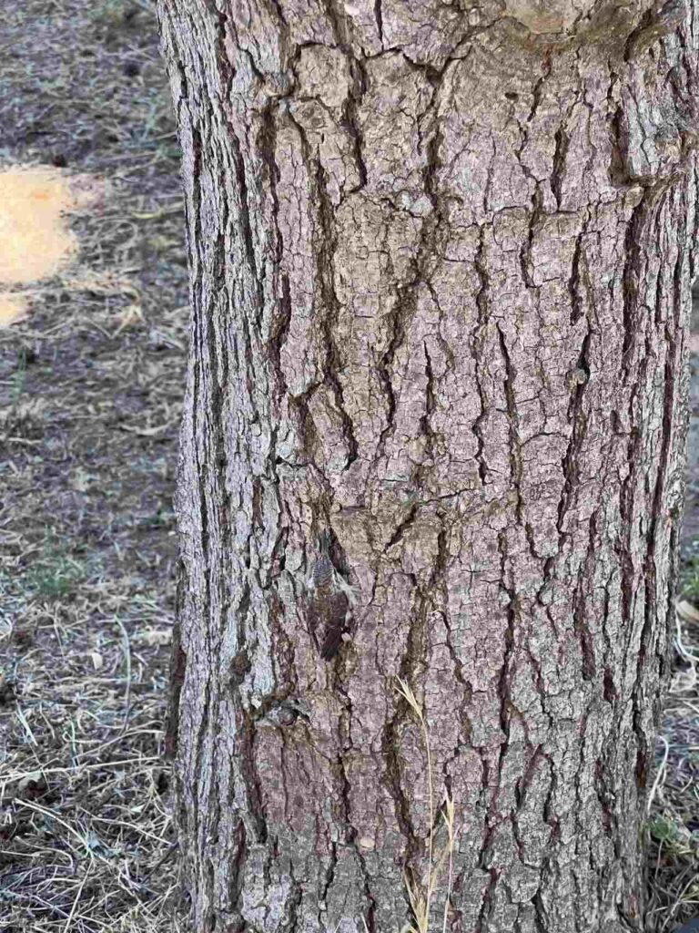 Spot Hidden Bird In This Picture 2 picsart 26 03 31 08 24 43 5104193600396591985233