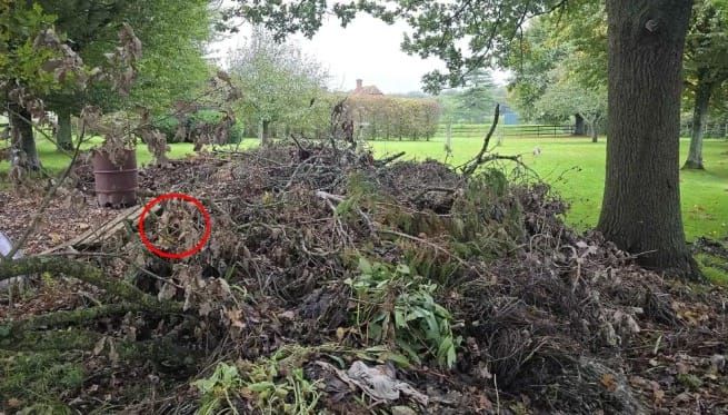 Challenge: Spot Hidden Dog In This Picture 3 spothiddendoganswer2198677502986750211