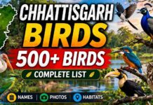 Chhattisgarh Birds : Complete List of 500+ Birds (Name + Picture)