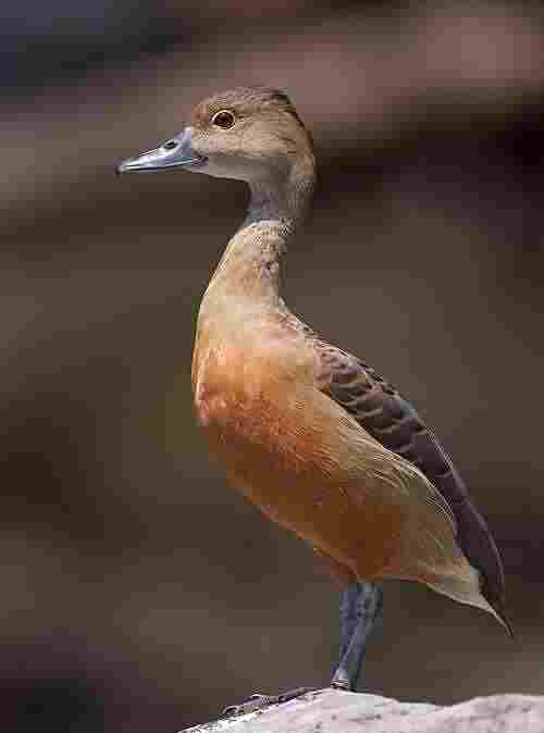 Chhattisgarh Birds : Complete List of 500+ Birds (Name + Picture) 2 Picsart 26 04 07 08 06 04 129