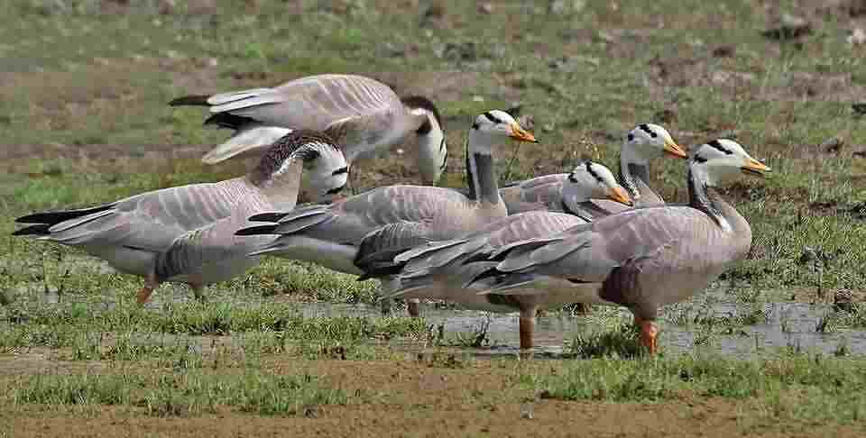 Chhattisgarh Birds : Complete List of 500+ Birds (Name + Picture) 3 Picsart 26 04 07 08 09 27 898