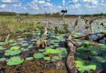Can You Spot the Hidden Crocodile? This Wetland Illusion Is Fooling Everyone