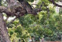 Spot the Hidden Cat in This Garden Tree Photo