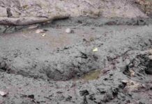 Spot the Hidden Crocodile in This Muddy Swamp