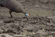 Spot the Hidden Crocodile in This Muddy Scene