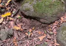 Can You Spot the Hidden Snake? Only Sharp Eyes Will Solve This Forest Camouflage Challenge
