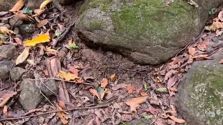 Spot Hidden snake in the picture