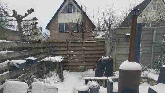 Spot hidden cat in the snowy background 1