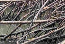Spot the Hidden Alligator in This Mangrove Swamp
